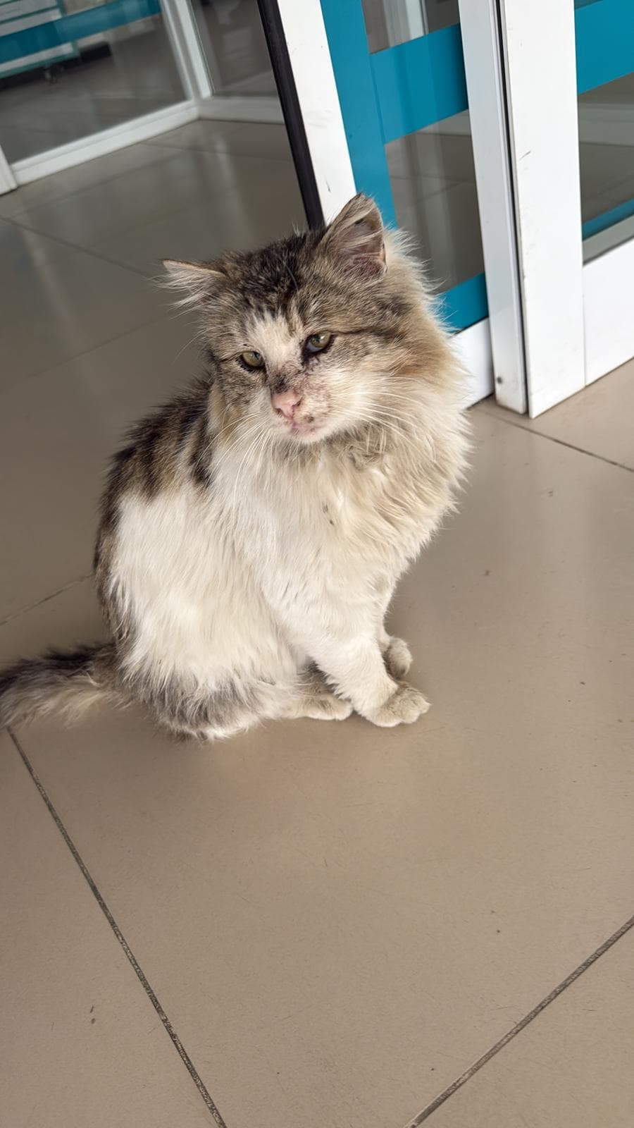 Paşa — Kırık Bacak Operasyonu
