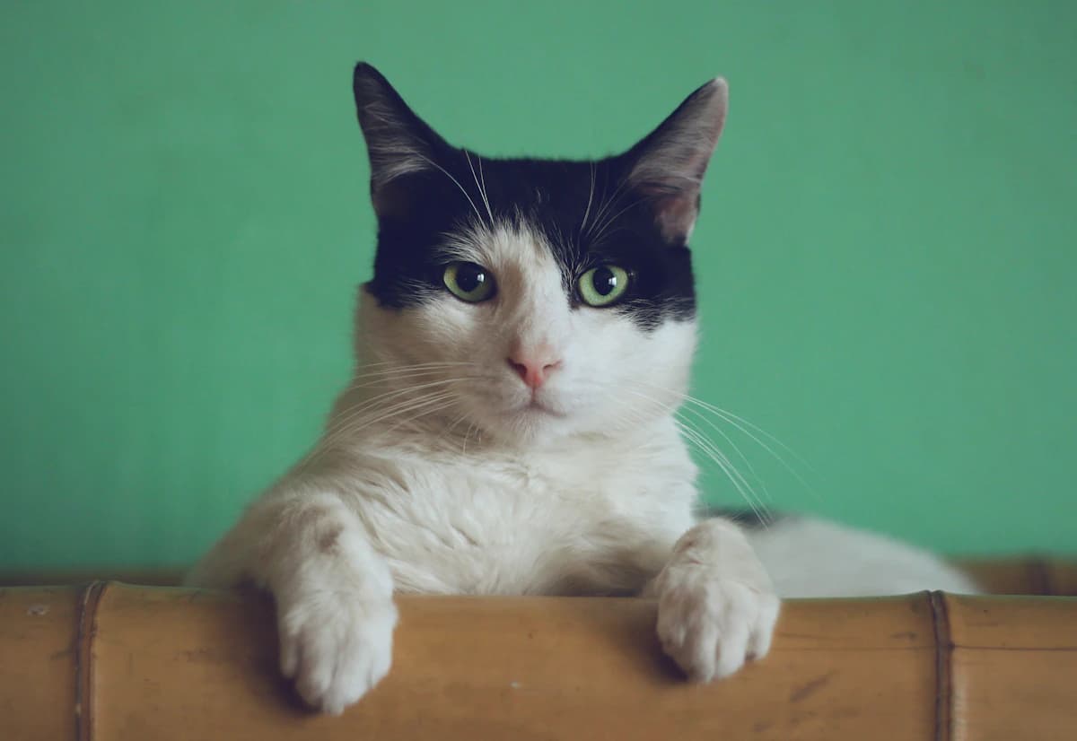 Pamuk