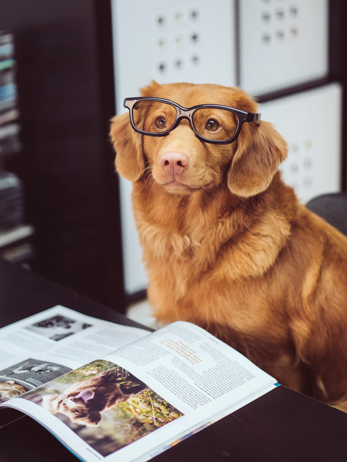 Een voedselinzamelingsactie voor zwerfdieren