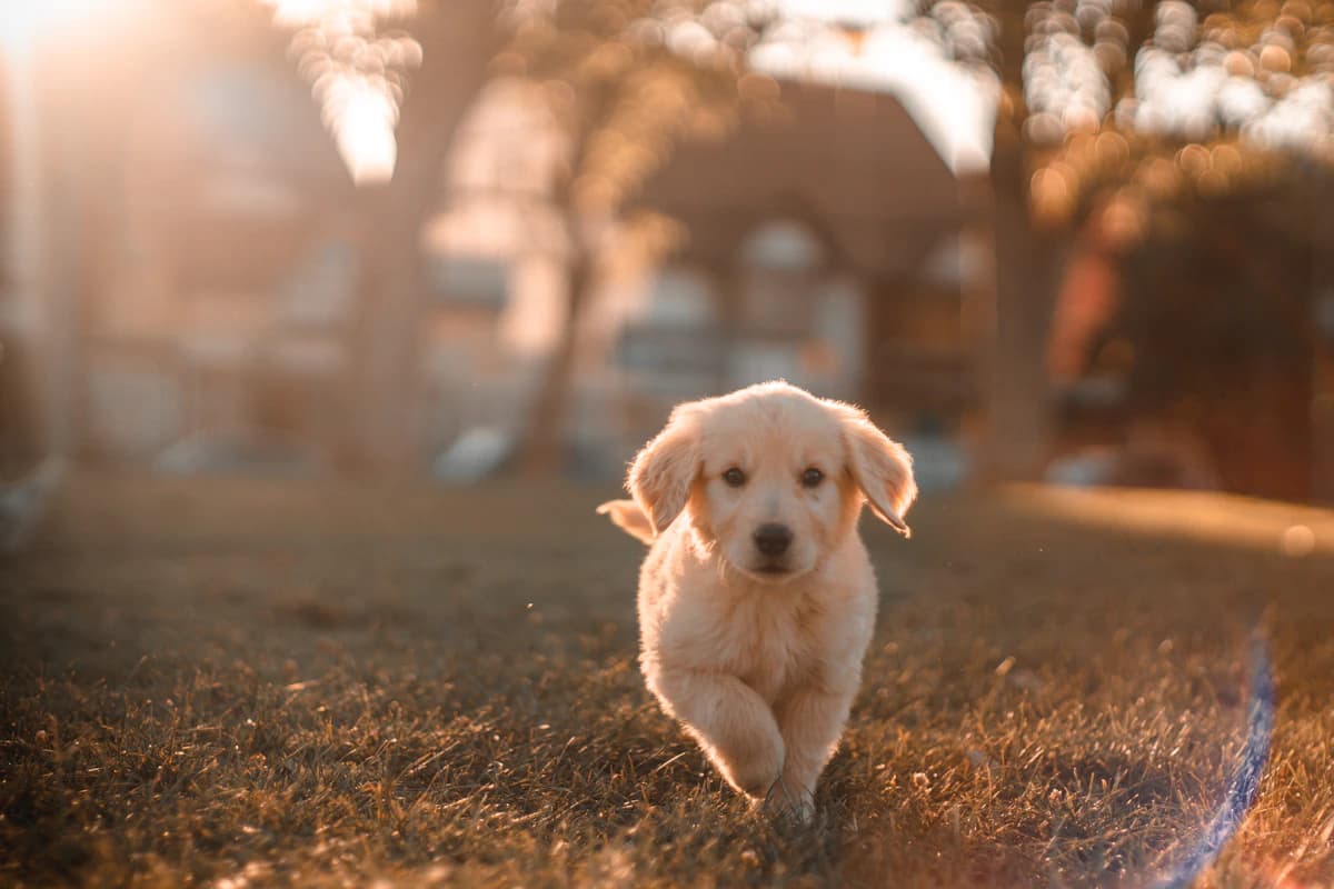 Een hond die wordt behandeld in een dierenkliniek