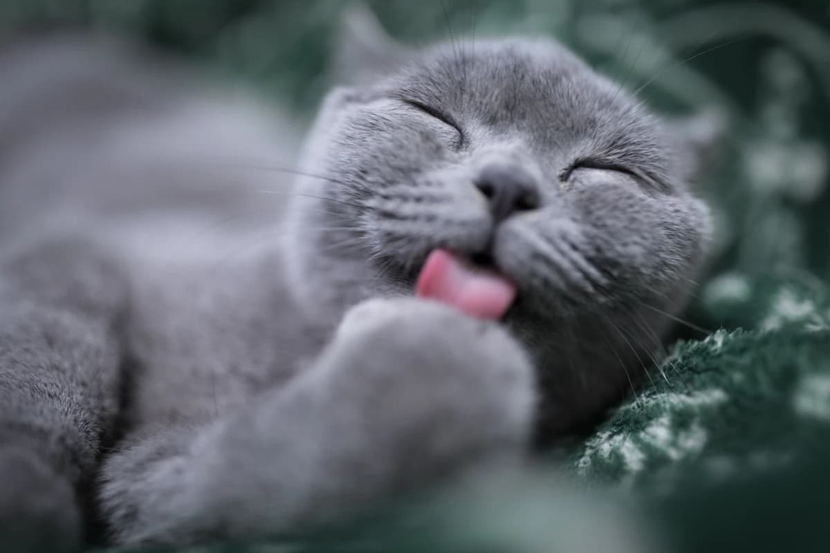 Sick cat before treatment