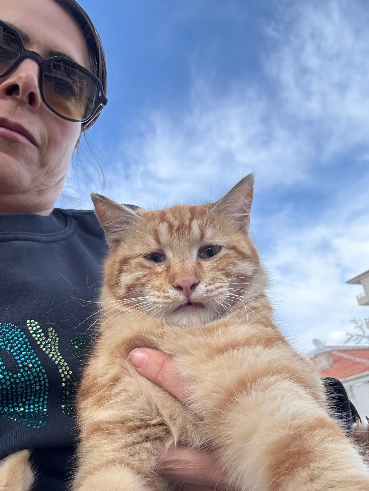 Een gezonde rood-witte kat in de armen van een vrijwilliger