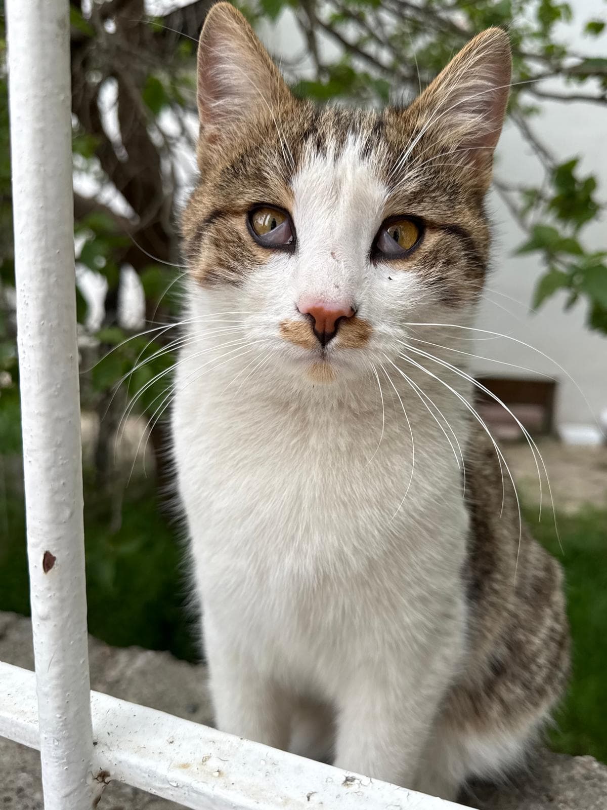 A young tabby-and-white cat with amber eyes sitting on a white railing in a garden, looking at the camera.