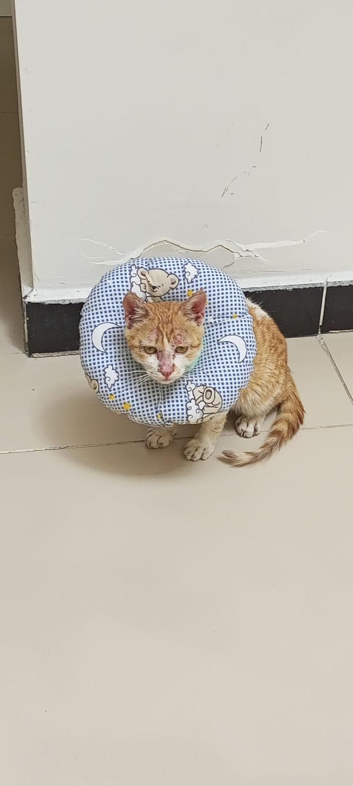 An orange and white tabby cat wearing a soft recovery collar, sitting on a tile floor with visible facial scabs after treatment.