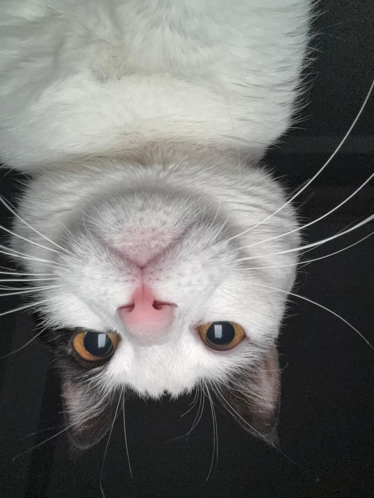 An upside-down close-up of a white cat with gray-patched ears and cheeks and amber eyes against a dark background.