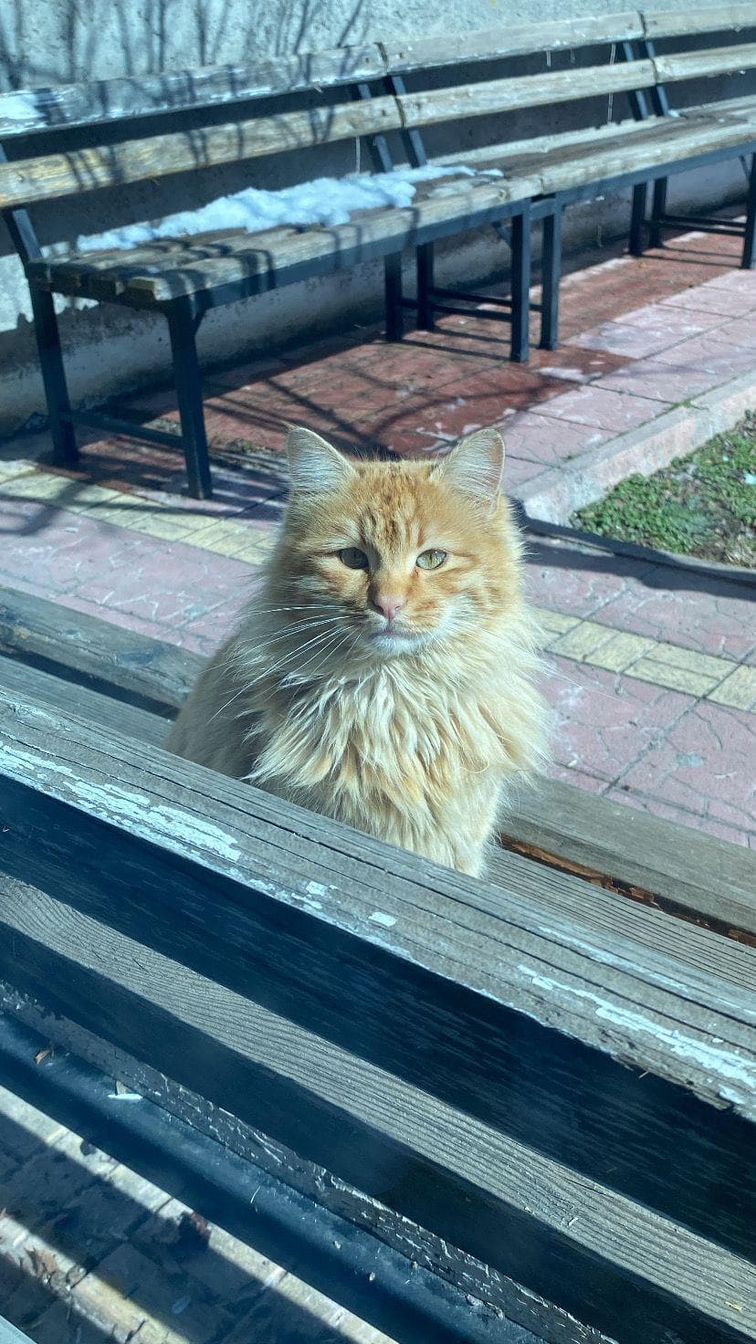 A fluffy long-haired orange cat sitting near outdoor benches with patches of snow, looking at the camera.