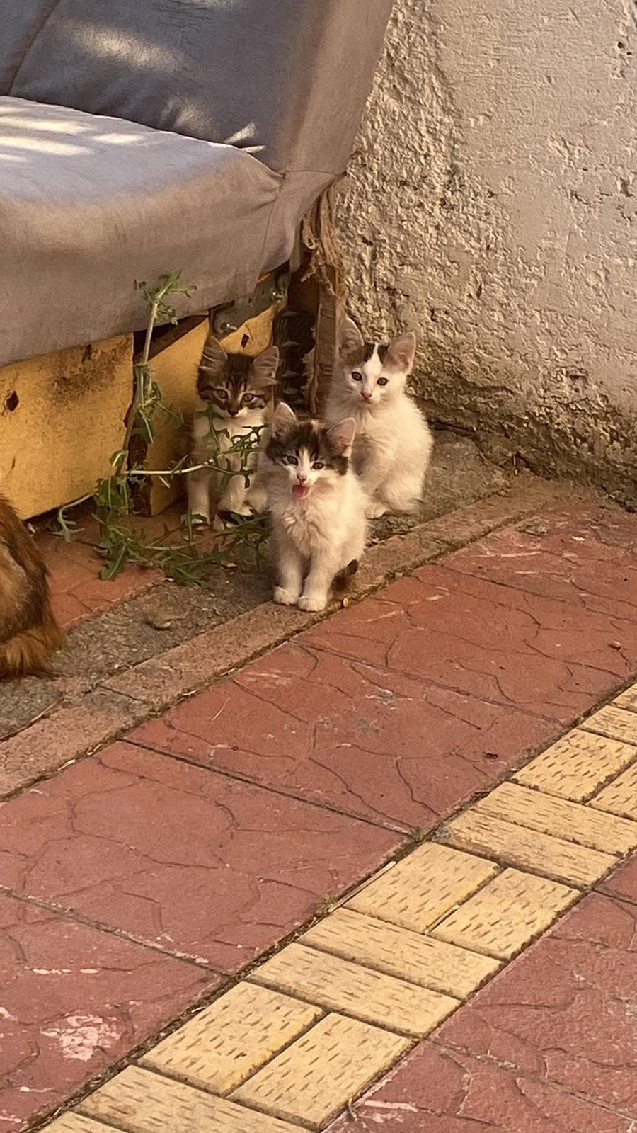 Close-up of three white kittens with black/tabby facial patches near the same sofa, one meowing, with the orange mother cat partly visible at frame edge.