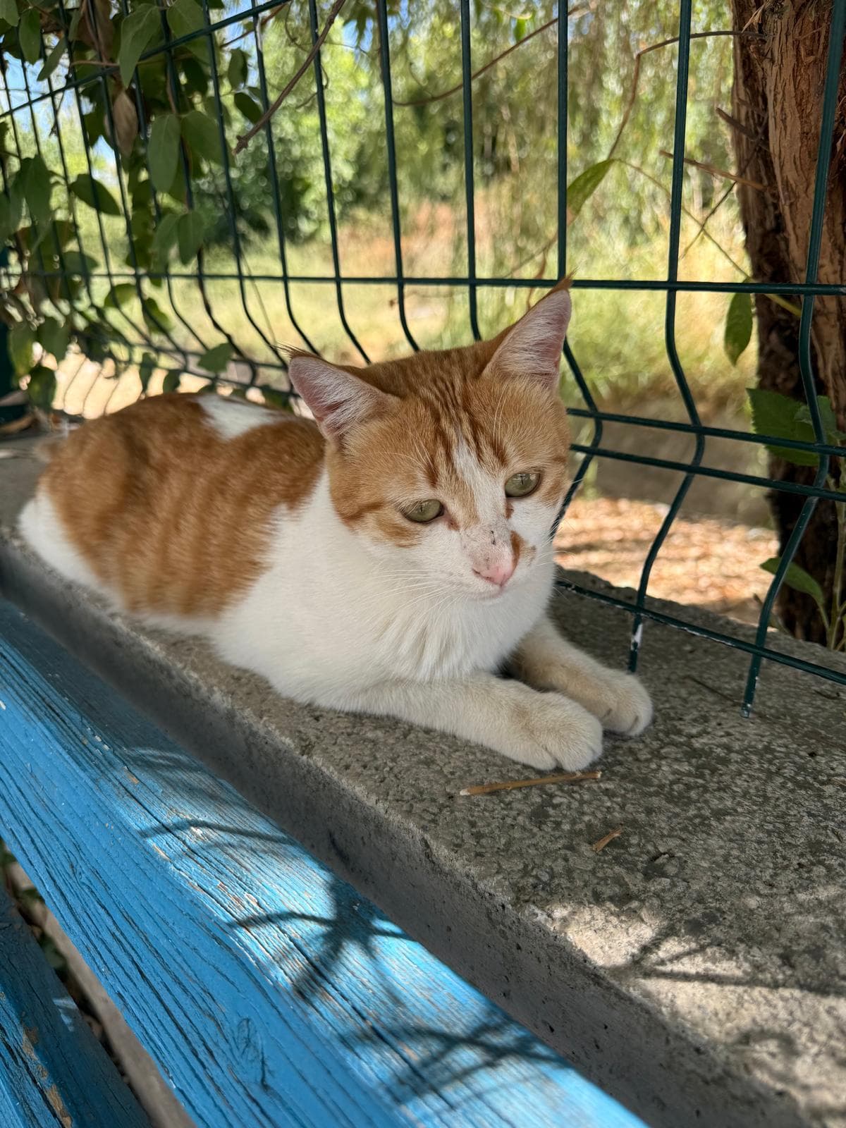 Ginger-and-white cat resting on a concrete ledge by a green wire fence