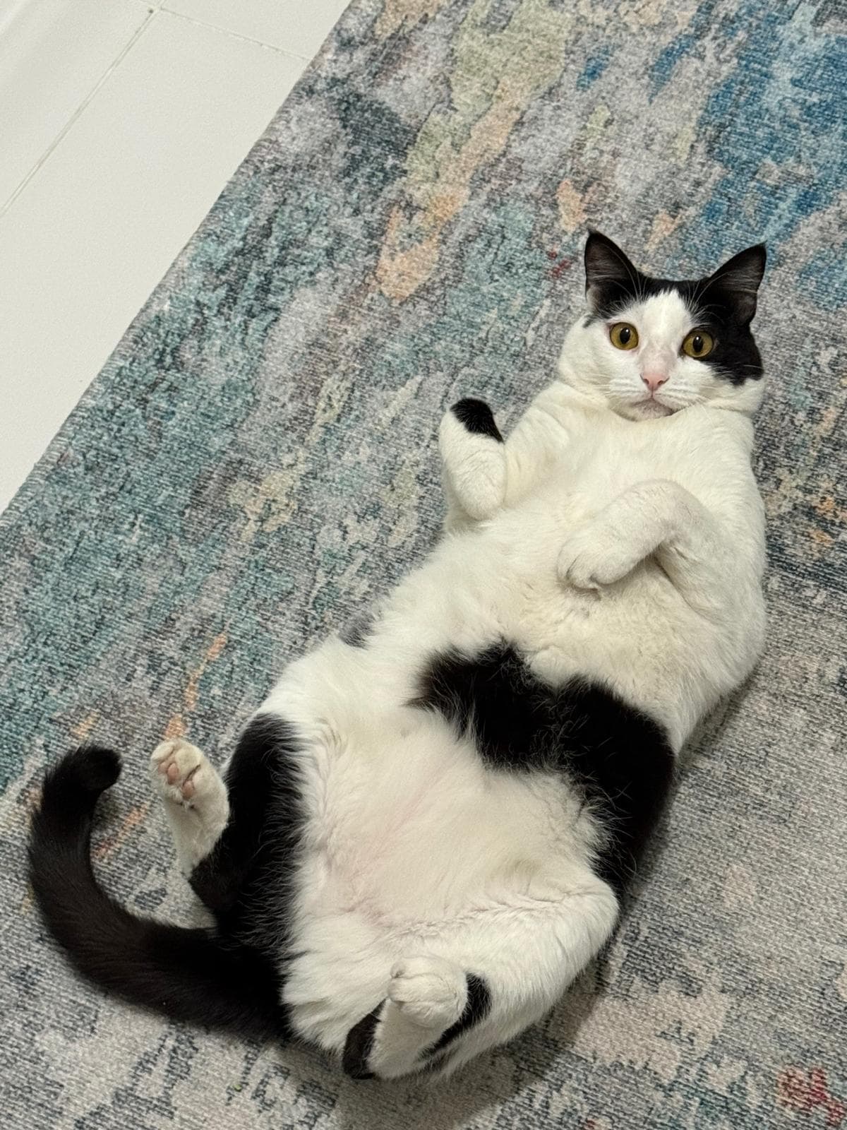 Black-and-white tuxedo cat lying playfully on its back on a rug