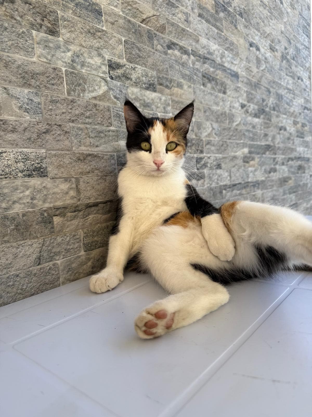 Calico cat sitting against a stone-patterned wall