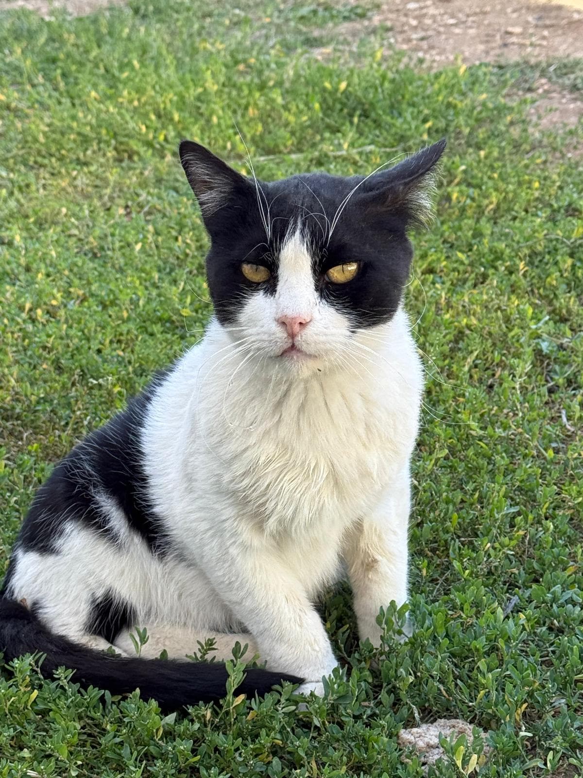 Black-and-white cat sitting in grass with an intense stare