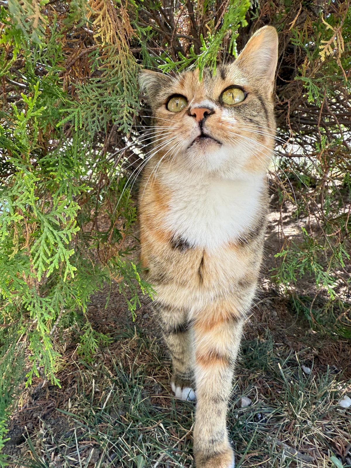 Brown tabby cat with a white chest looking upward under a juniper bush