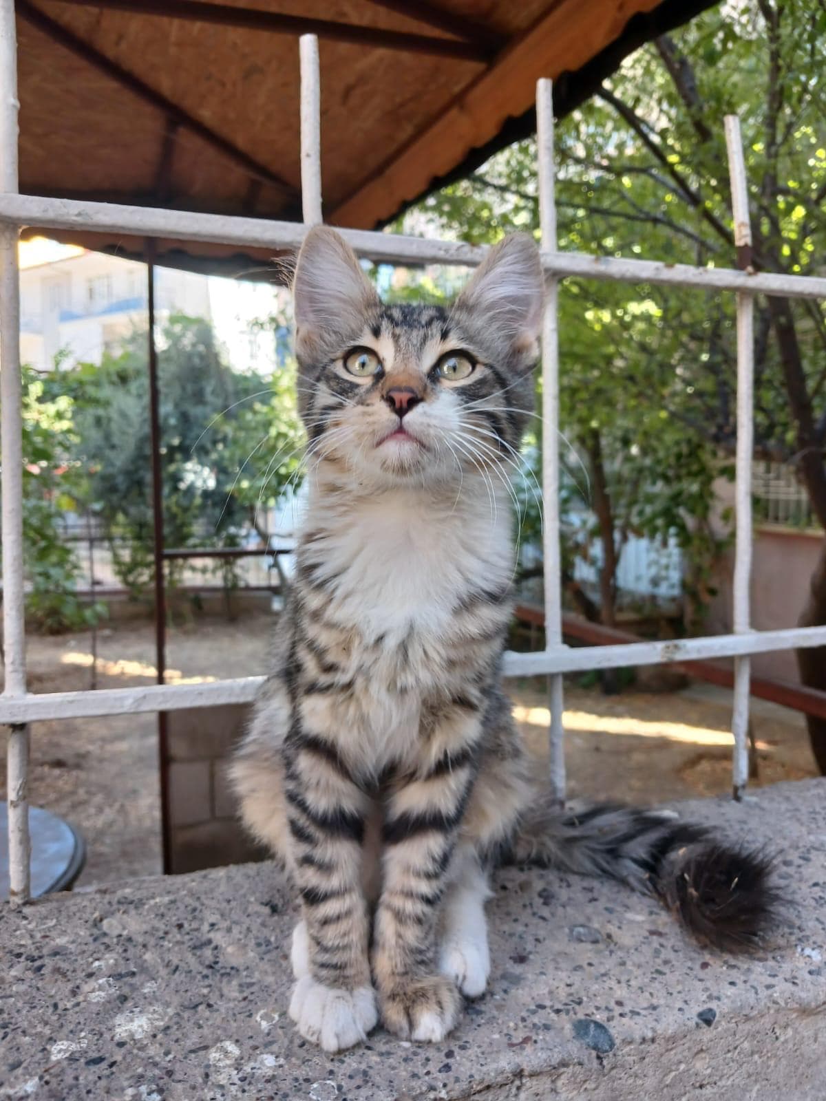 Tabby kitten sitting on a concrete ledge with a garden in the background