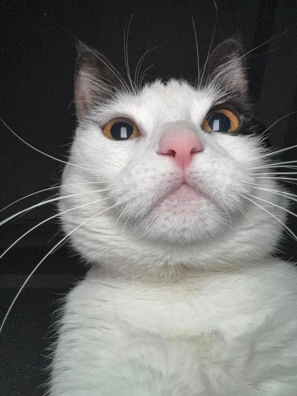 Close-up of a white cat with dark ear tips looking upward against a black background