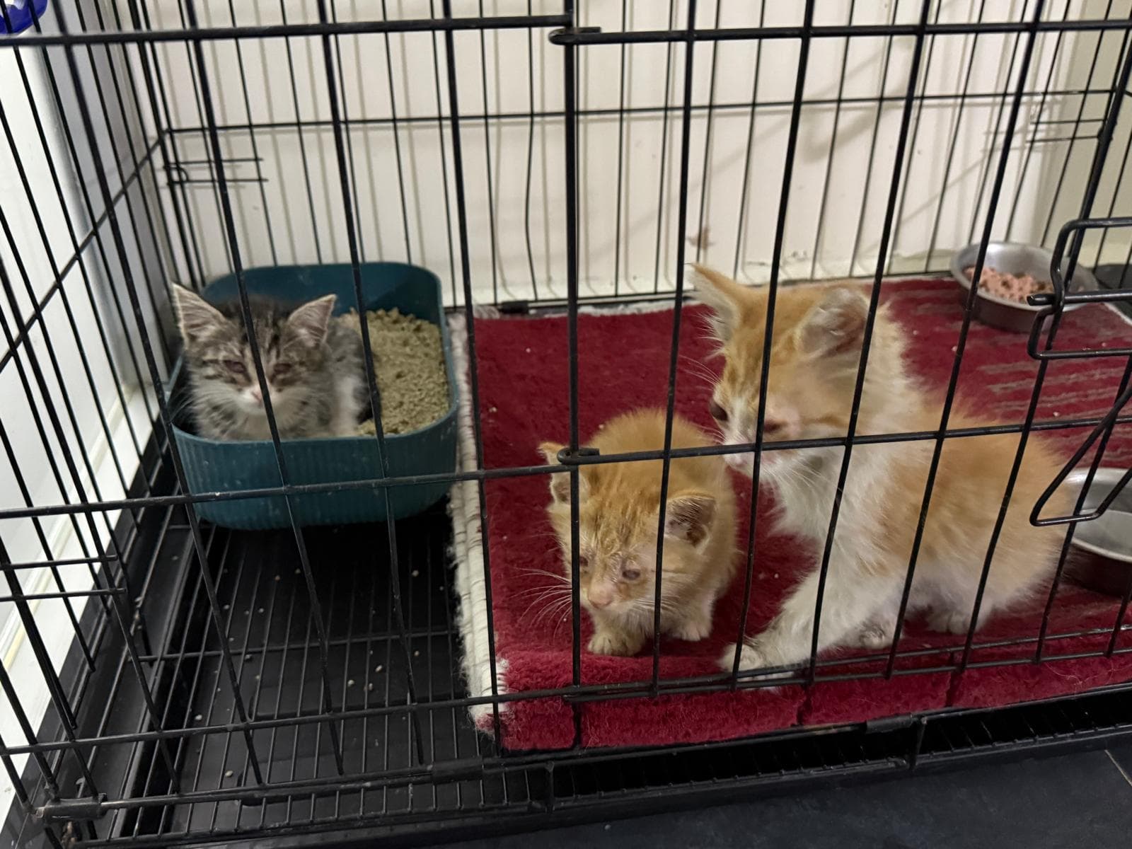 Three kittens in a wire shelter crate — one gray tabby in a litter box, two orange-and-white kittens on a red rug, one with runny eyes