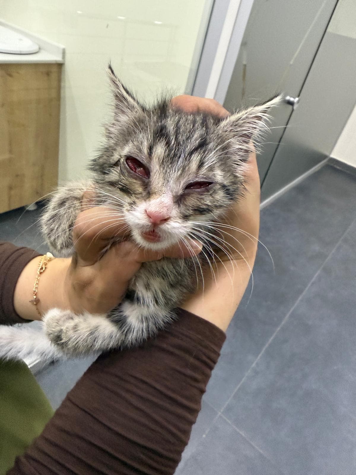 Gray tabby kitten with red, half-closed, infected-looking eyes held in bare hands at a clinic