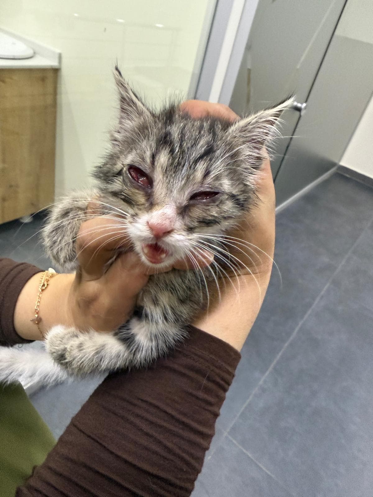 Same gray tabby kitten from a slightly different angle, showing red inflamed eyes, held in bare hands