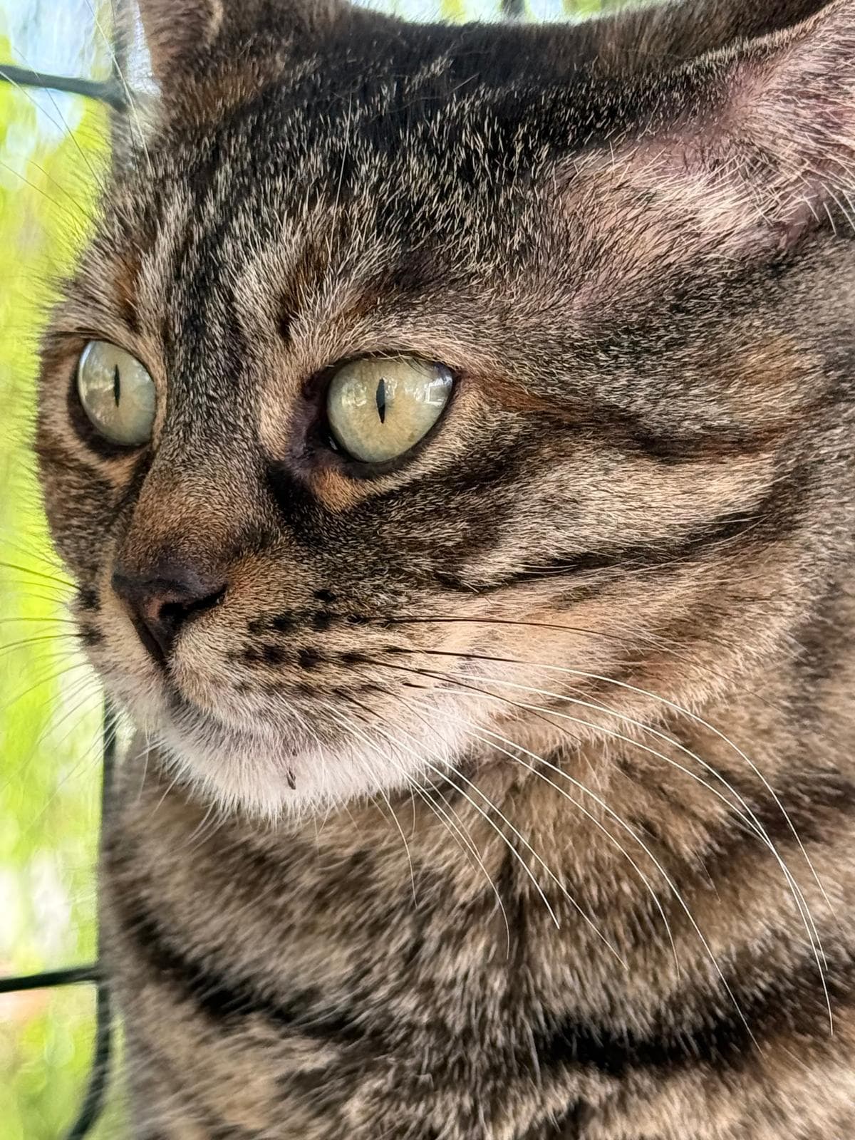 Close-up portrait of a healthy brown tabby cat with vivid green eyes against a blurred green outdoor background