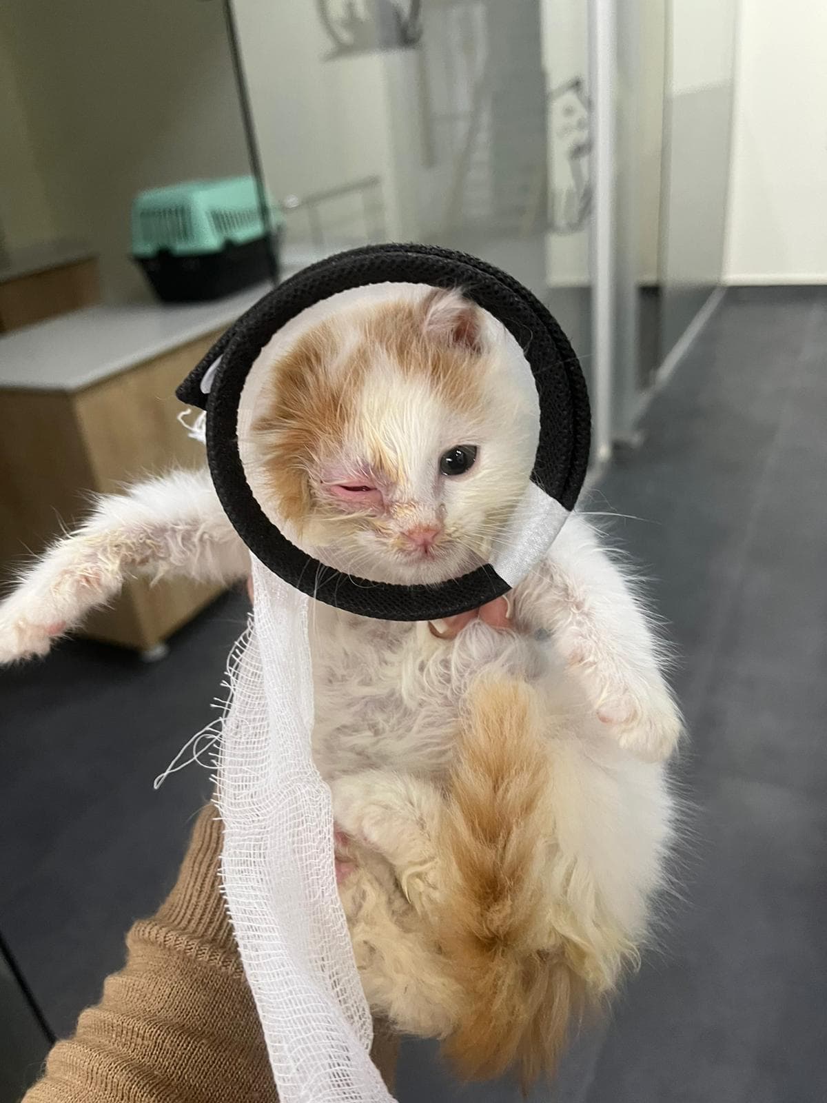 Ginger-and-white kitten wearing a soft cone collar with trailing gauze bandage, one eye injured/closed, held up by a gloved hand at the clinic