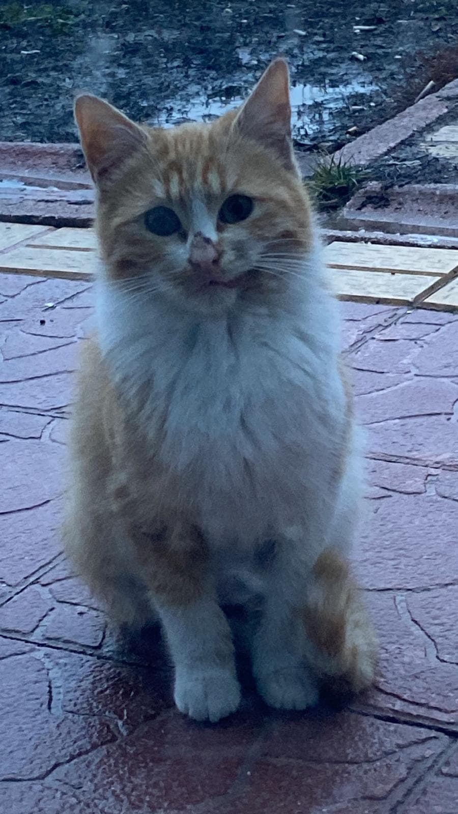 A fluffy orange-and-white cat with green eyes sits on a stone tile floor, looking at the camera.