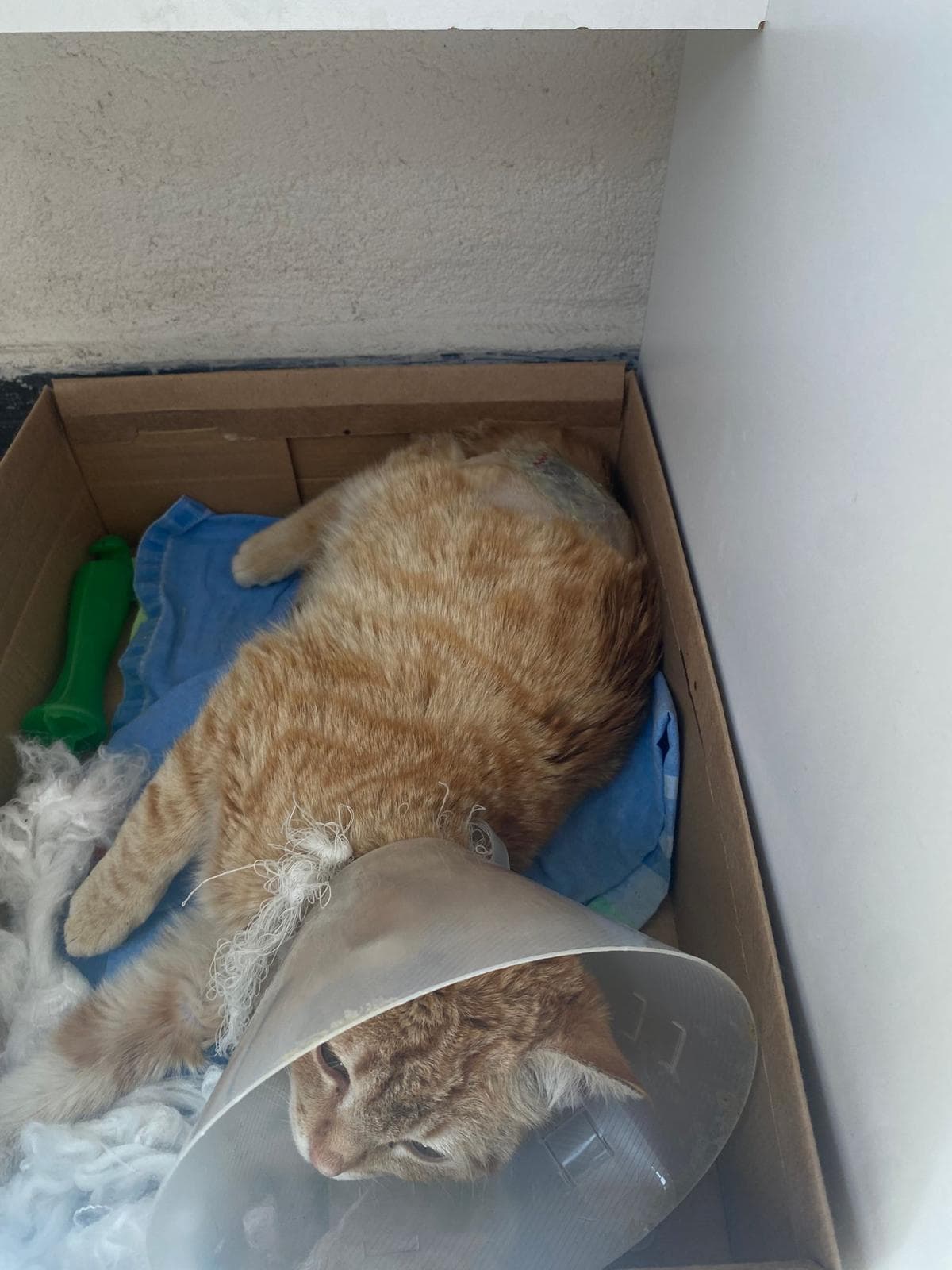 An orange tabby cat wearing a cone collar rests in a cardboard recovery box lined with towels.