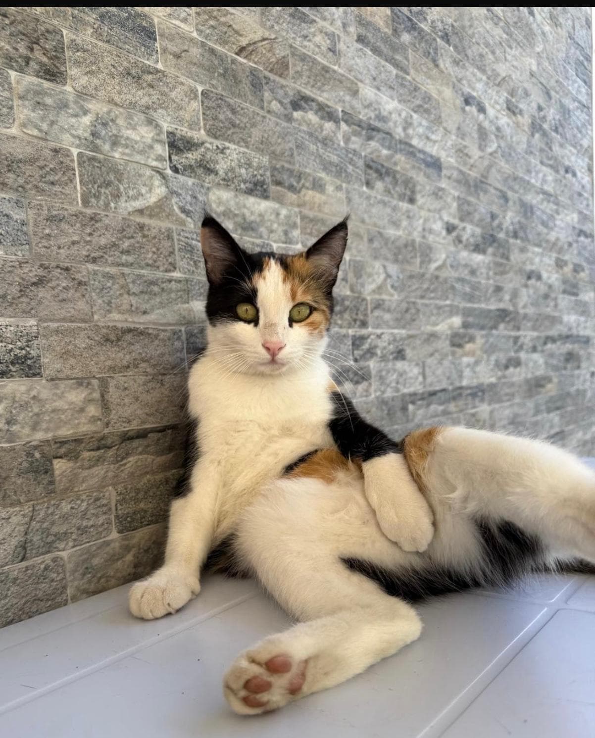 Een gelukkige kat die volledig hersteld is na behandeling