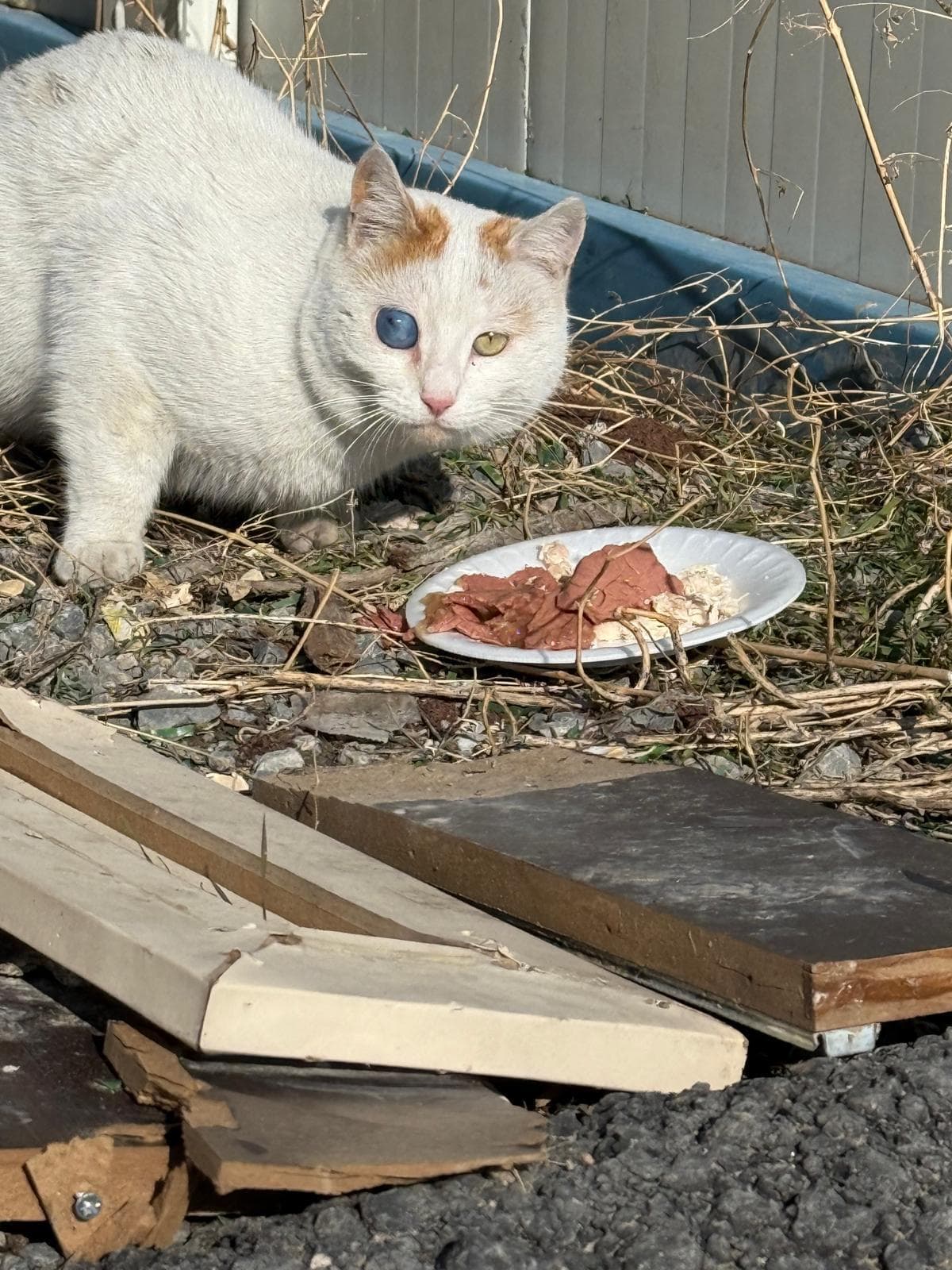 White cat with heterochromia (one blue, one green eye) next to a plate of meat scraps