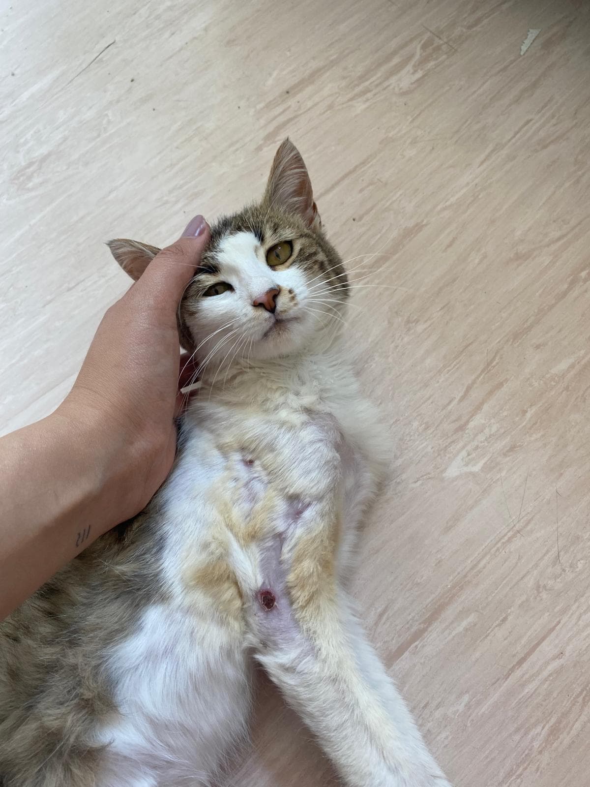 Brown tabby-and-white cat held on its back showing a healing surgical wound on its belly