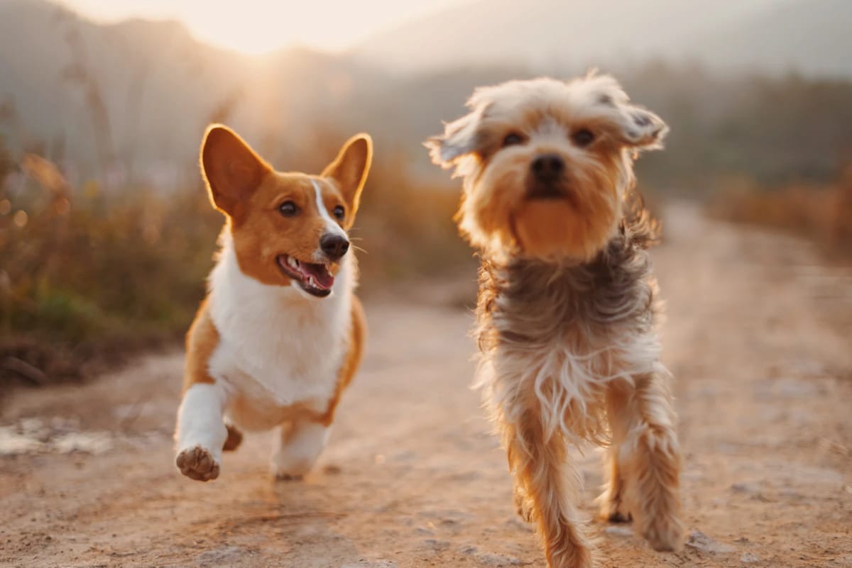 Twee zwerfhonden rennen vrij rond